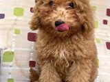 Red Toy Poodle Erkek