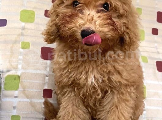 Red Toy Poodle Erkek görsel