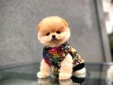 Teddy Bear Pomerinan Boo