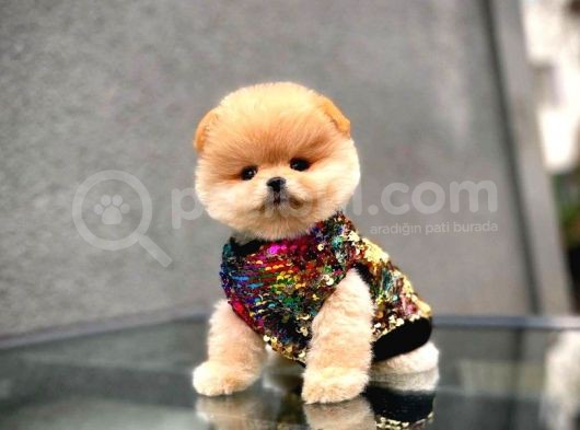 Teddy Bear Pomerinan Boo