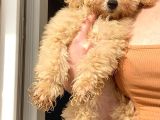 Toy Poodle Apri̇cot Di̇şi̇