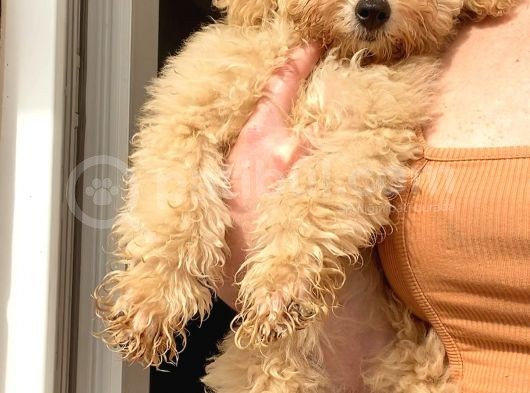 Toy Poodle Apri̇cot Di̇şi̇