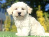 Di̇zayn Irk Malti̇poo Bebekleri̇mi̇z