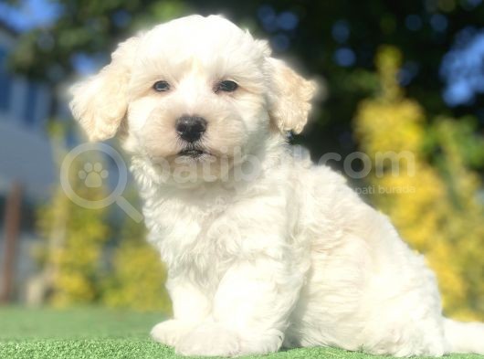 Di̇zayn Irk Malti̇poo Bebekleri̇mi̇z görsel