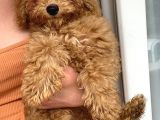 Red Toy Poodle Erkek