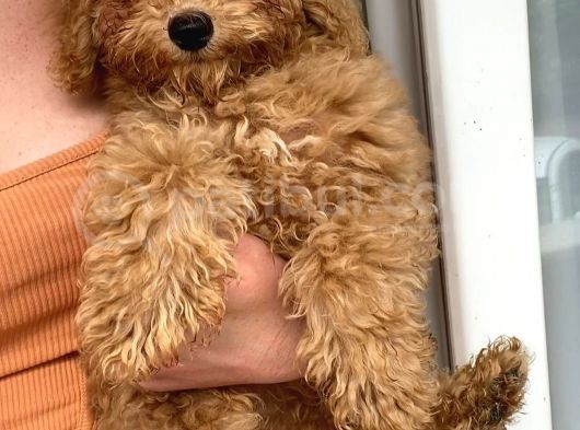 Red Toy Poodle Erkek