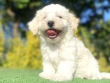 Di̇zayn Irk Malti̇poo Bebekleri̇mi̇z