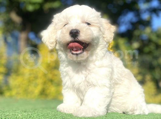 Di̇zayn Irk Malti̇poo Bebekleri̇mi̇z görsel