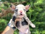 Özel Renk Merle French Bulldog Mavi̇ Gözlü