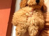 Toy Poodle Erkek