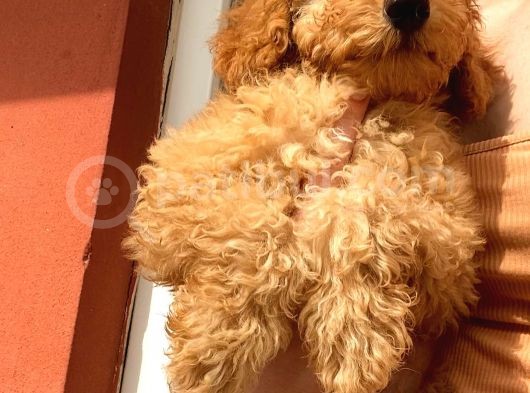 Toy Poodle Erkek görsel