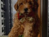 Birbirlerinden Sevimli Toy Poodle Yavrularımız