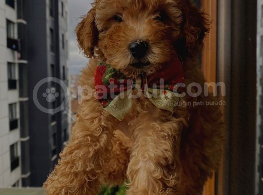Birbirlerinden Sevimli Toy Poodle Yavrularımız görsel