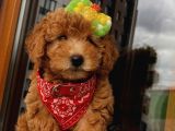 Birbirlerinden Sevimli Toy Poodle Yavrularımız