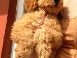 Toy Poodle Erkek