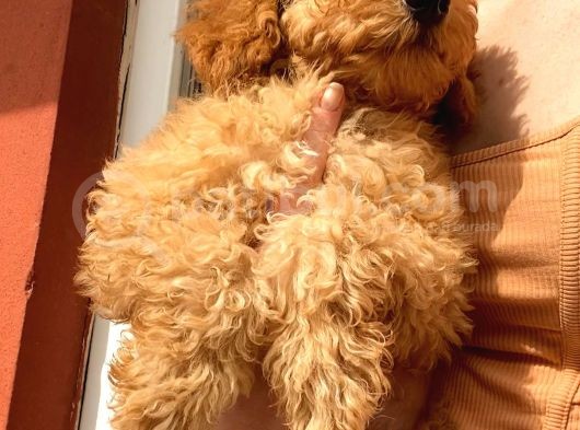 Toy Poodle Erkek görsel