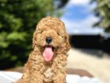 Di̇şi̇ Erkek Toy Poodle Bebekler