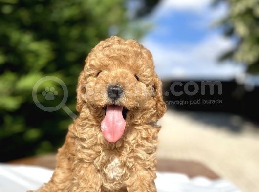 Di̇şi̇ Erkek Toy Poodle Bebekler görsel