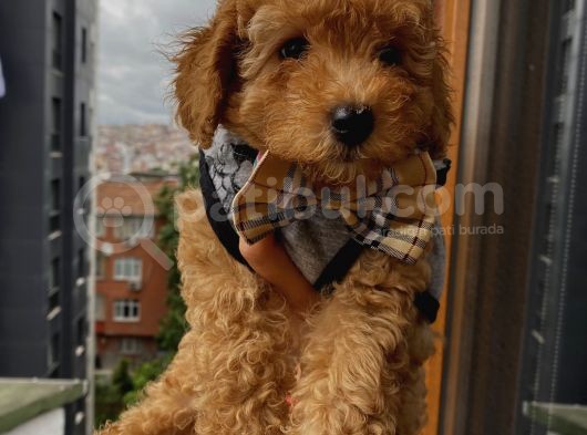 Birbirlerinden Sevimli Toy Poodle Yavrularımız görsel