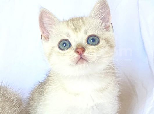 Golden Ve Silver Kardeşler görsel