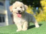 Gülen Surat Malti̇poo Yavrularimiz