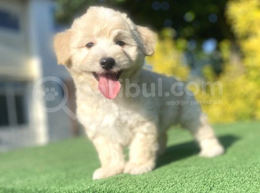 Gülen Surat Malti̇poo Yavrularimiz