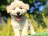 Gülen Surat Malti̇poo Yavrularimiz
