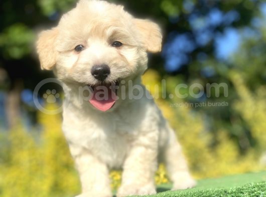 Gülen Surat Malti̇poo Yavrularimiz görsel