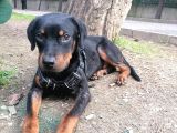 Sevimli Rottweiler Yavrular