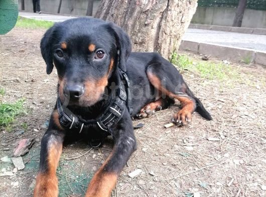 Sevimli Rottweiler Yavrular görsel
