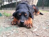 Sevimli Rottweiler Yavrular