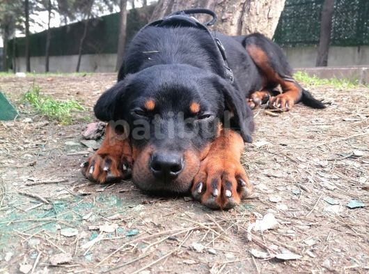Sevimli Rottweiler Yavrular görsel