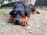 Sevimli Rottweiler Yavrular
