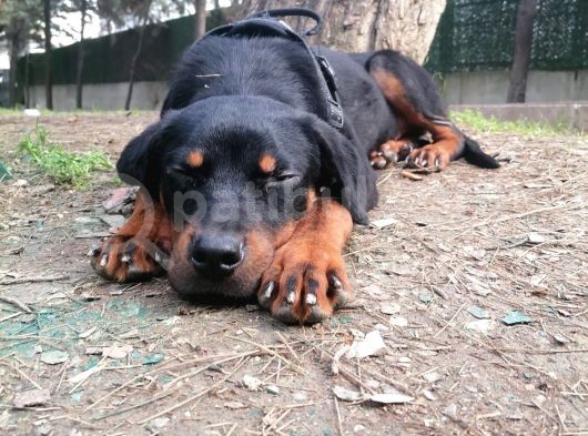 Sevimli Rottweiler Yavrular görsel