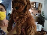 Efsane Red Brown Erkek Poodle Yavrusu