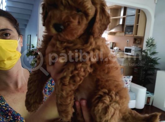 Efsane Red Brown Erkek Poodle Yavrusu görsel