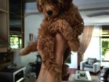 Efsane Red Brown Erkek Poodle Yavrusu