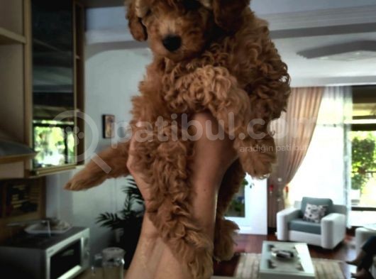 Efsane Red Brown Erkek Poodle Yavrusu görsel