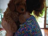 Efsane Red Brown Erkek Poodle Yavrusu