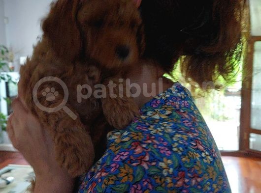 Efsane Red Brown Erkek Poodle Yavrusu görsel