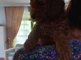 Efsane Red Brown Erkek Poodle Yavrusu