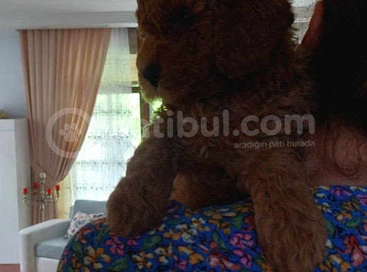 Efsane Red Brown Erkek Poodle Yavrusu görsel