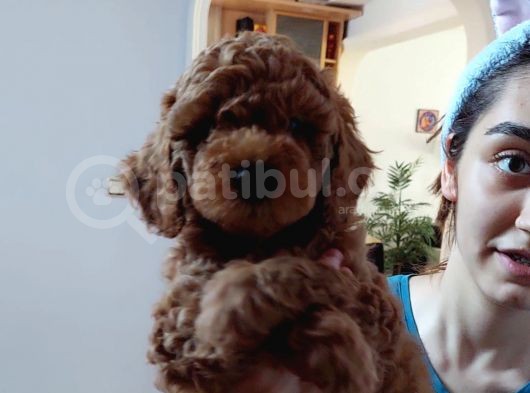 Efsane Red Brown Erkek Poodle Yavrusu