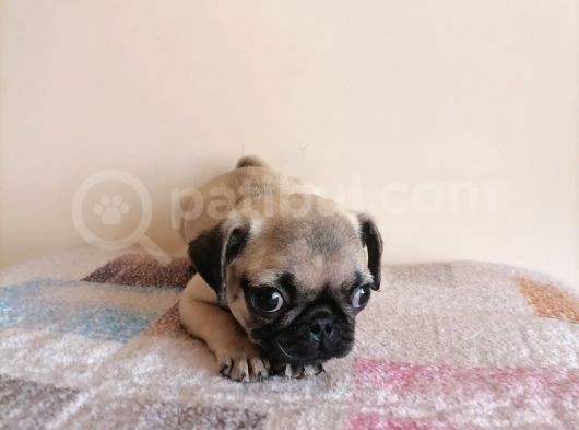 Safkan Pug Mops Yavrular görsel