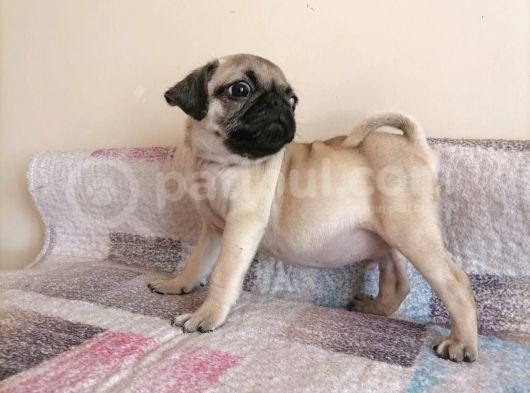 Safkan Pug Mops Yavrular görsel