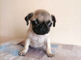 Safkan Pug Mops Yavrular