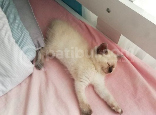 3 Aylık Blue Point görsel