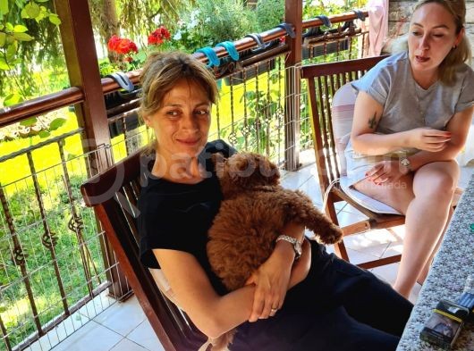 Efsane Red Brown Erkek Poodle Yavrusu görsel