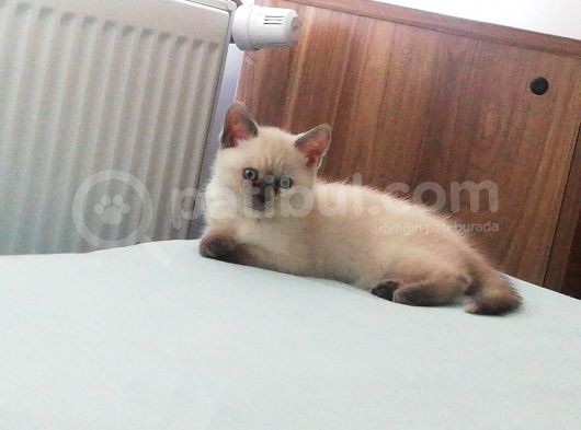 3 Aylık Blue Point görsel