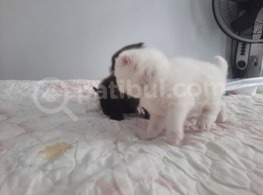 2 Aylık Yavrular Yeni Sahiplerini Arıyor görsel
